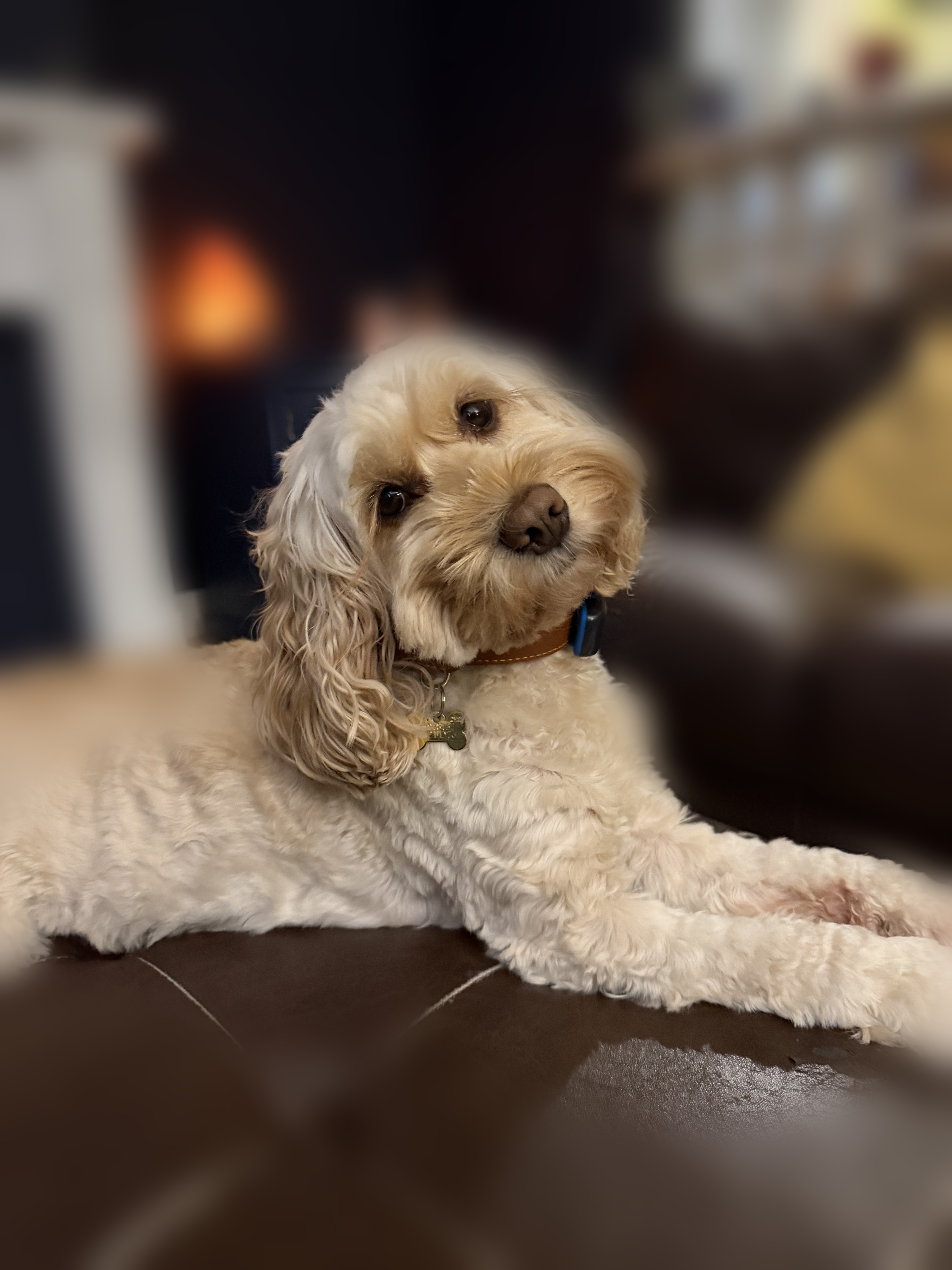 Holly, a small cream-coloured cockapoo dog, lying down