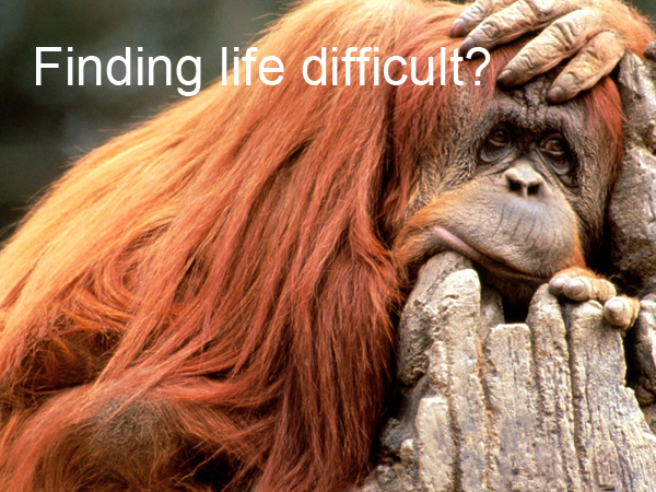 Orangutan resting its head on its hand, with the caption Finding life difficult?