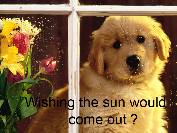 Puppy watching rain from a window, with the caption Wishing the sun would come out?