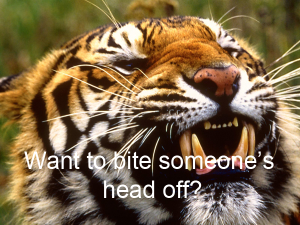 Tiger roaring, with the caption Want to bite someone's head off?